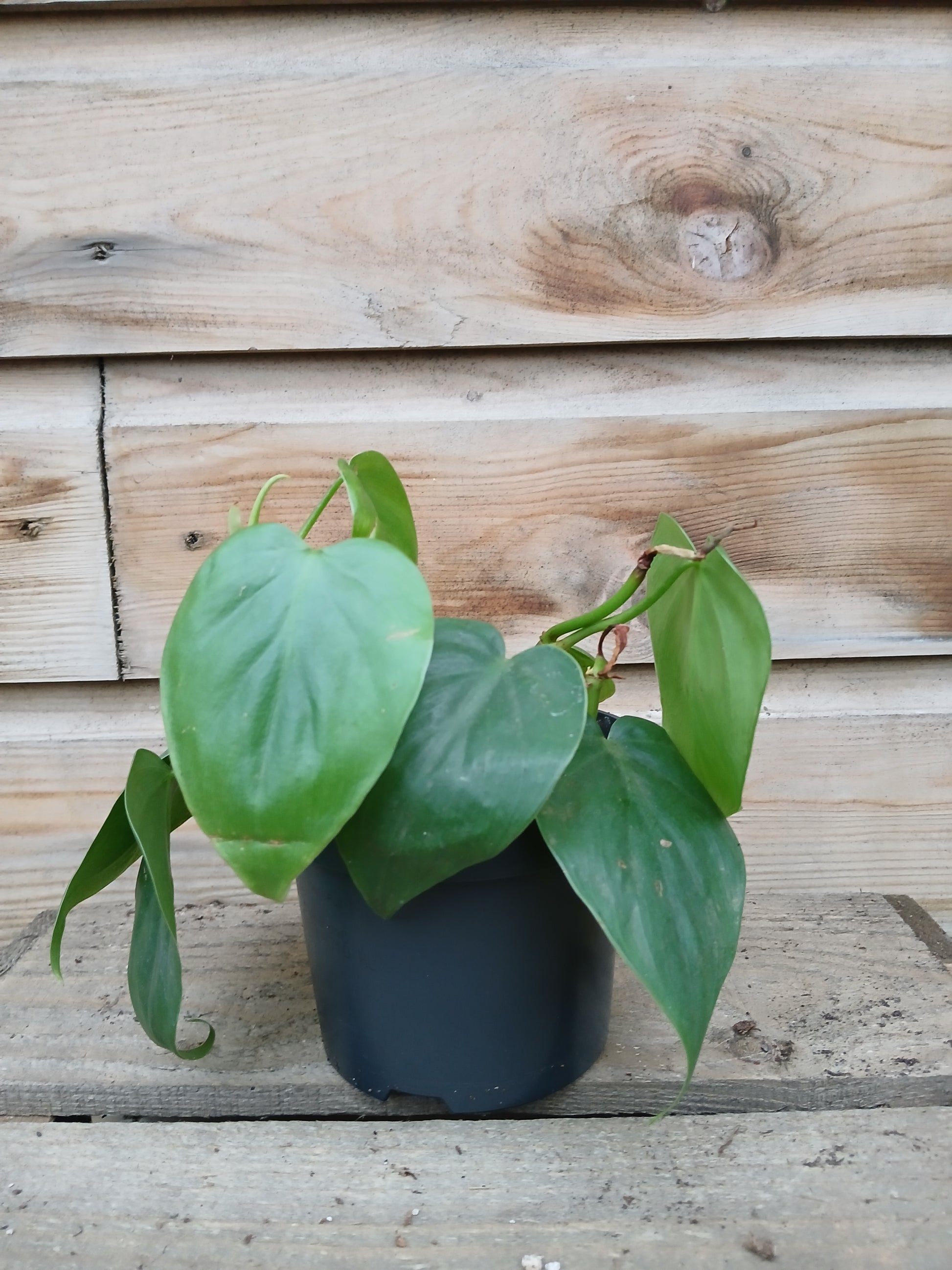 Philodendron scandens / P12-Easy Garden Centre