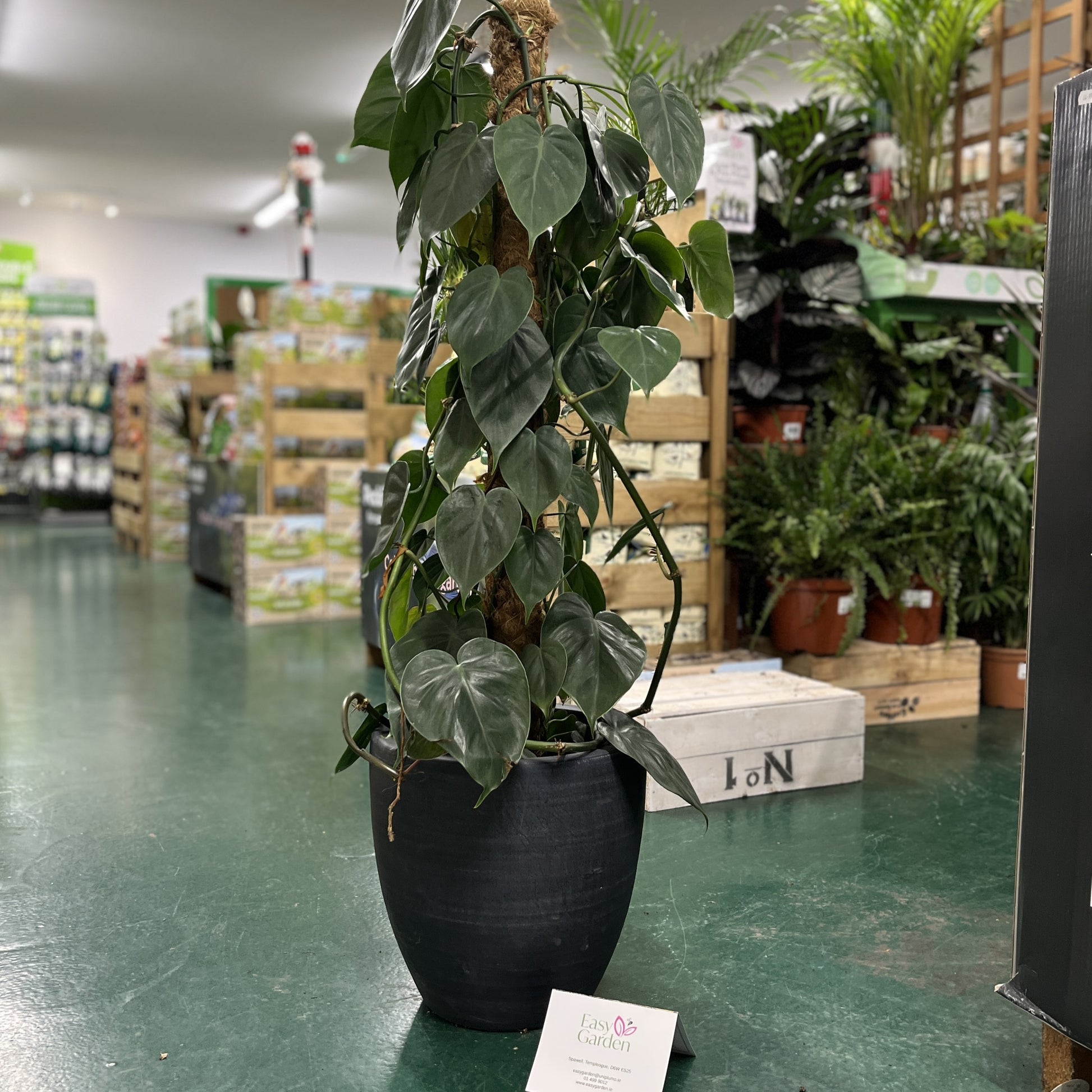 Philodendron scandens / P24 + mosspole-Easy Garden Centre