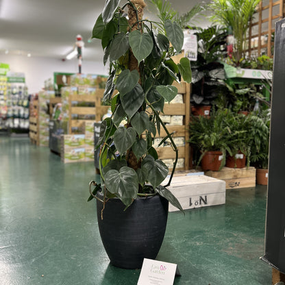 Philodendron scandens / P24 + mosspole-Easy Garden Centre