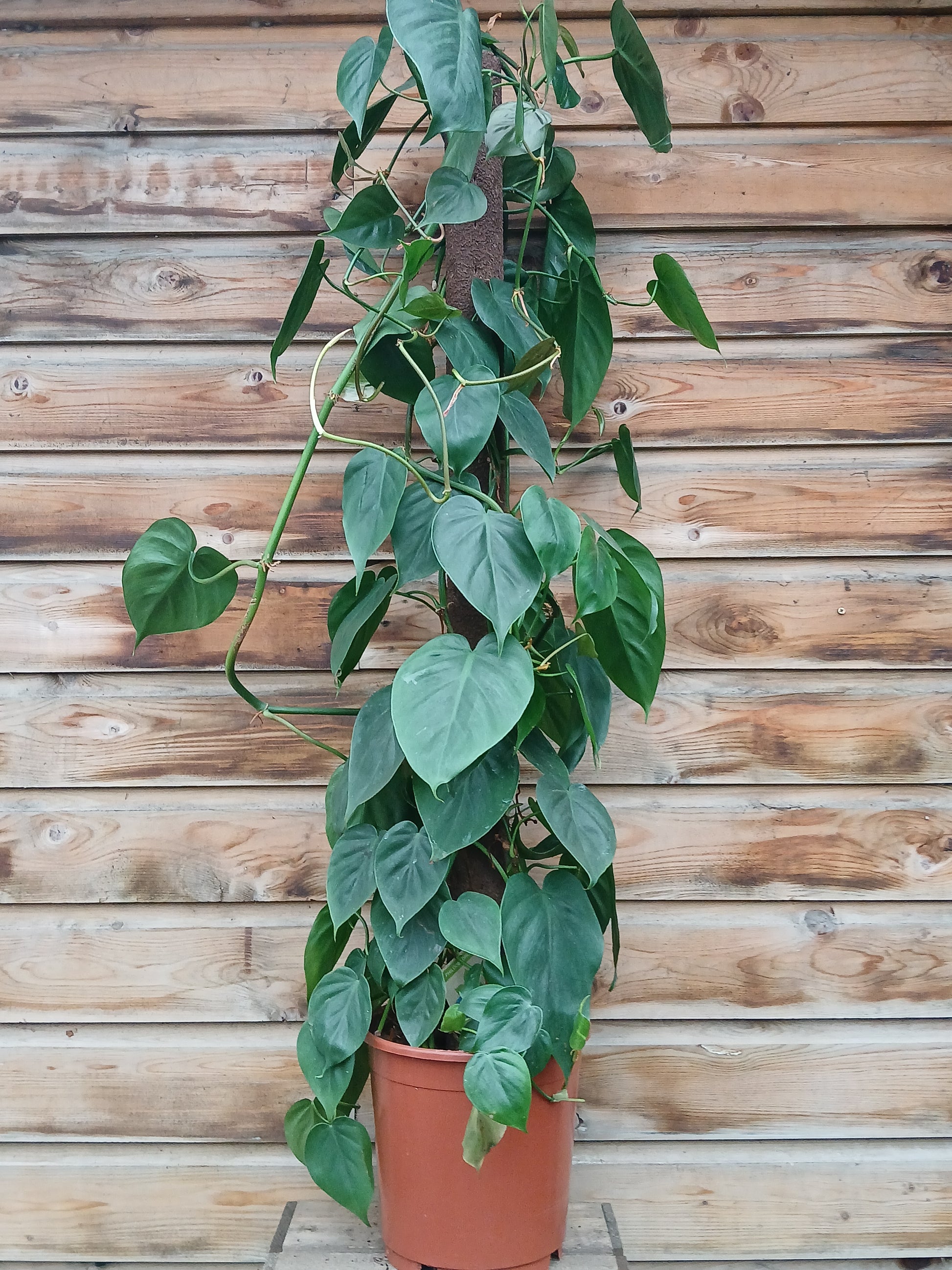 philodendron scandens moss pole Philodendron scandens / P24 + mosspole – Easy Garden Centre