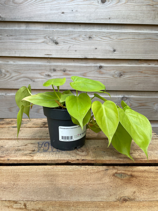 Potted plan philodendron lemon limewith a label on a wooden surface