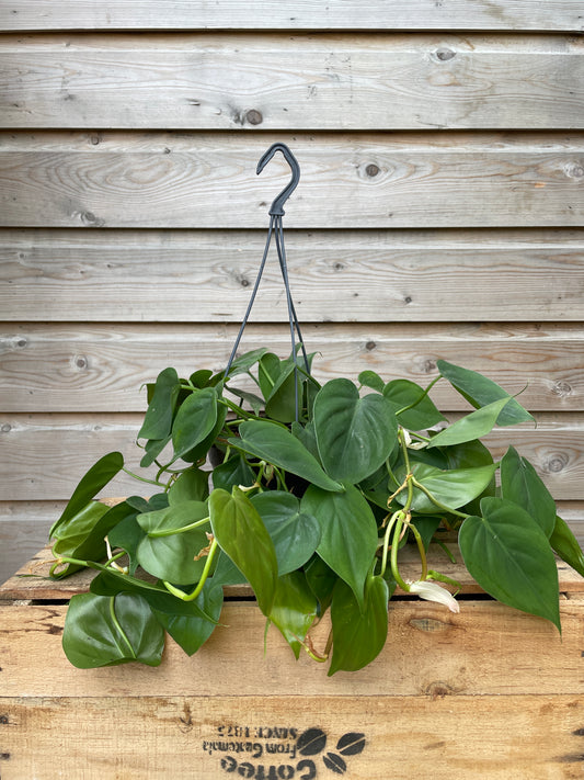 Hanging green plant against a wooden fence with a visible brand logo.