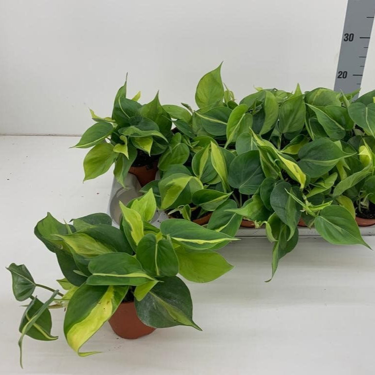 Three potted green plants on a white surface with a ruler in the background.