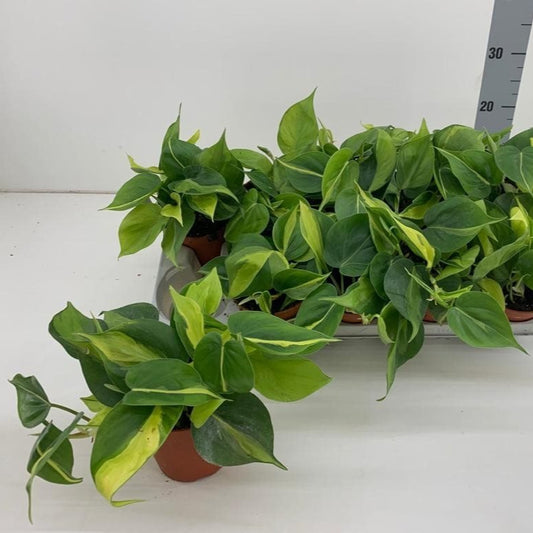 Three potted green plants on a white surface with a ruler in the background.