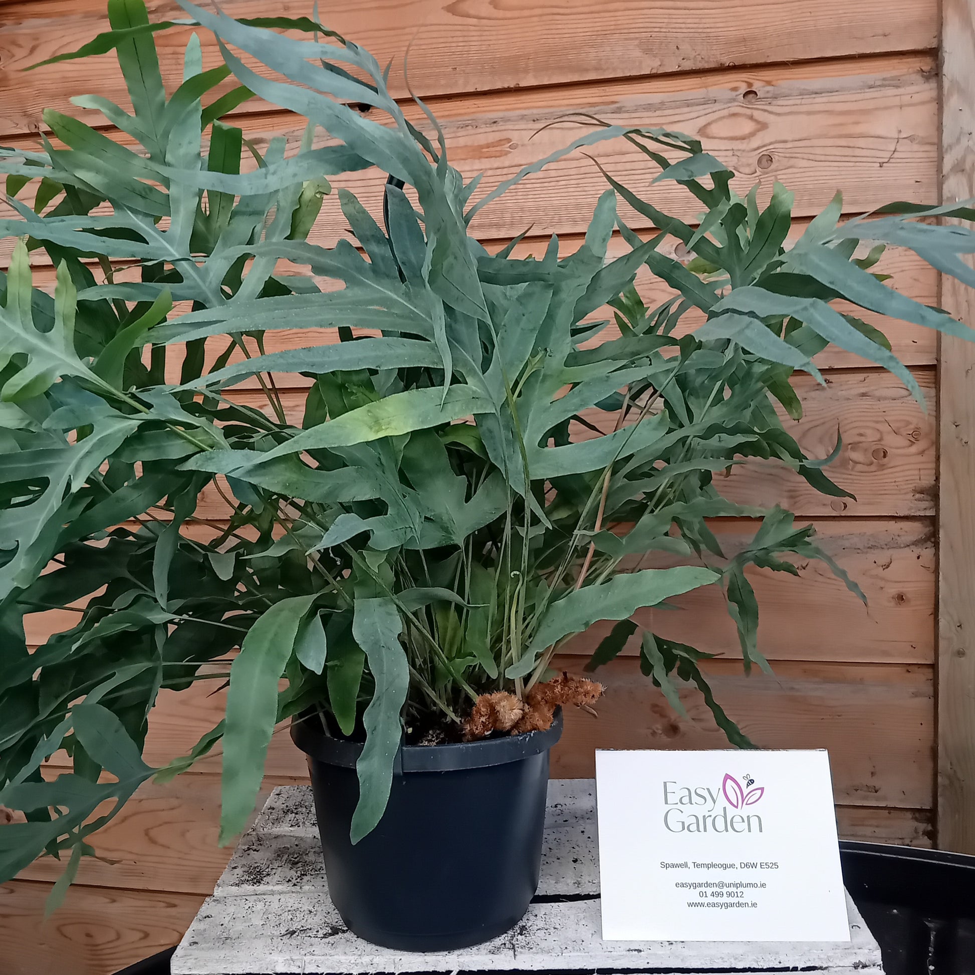 Phlebodium aureum 'Blue Star' / P18, hanging pot-Easy Garden Centre