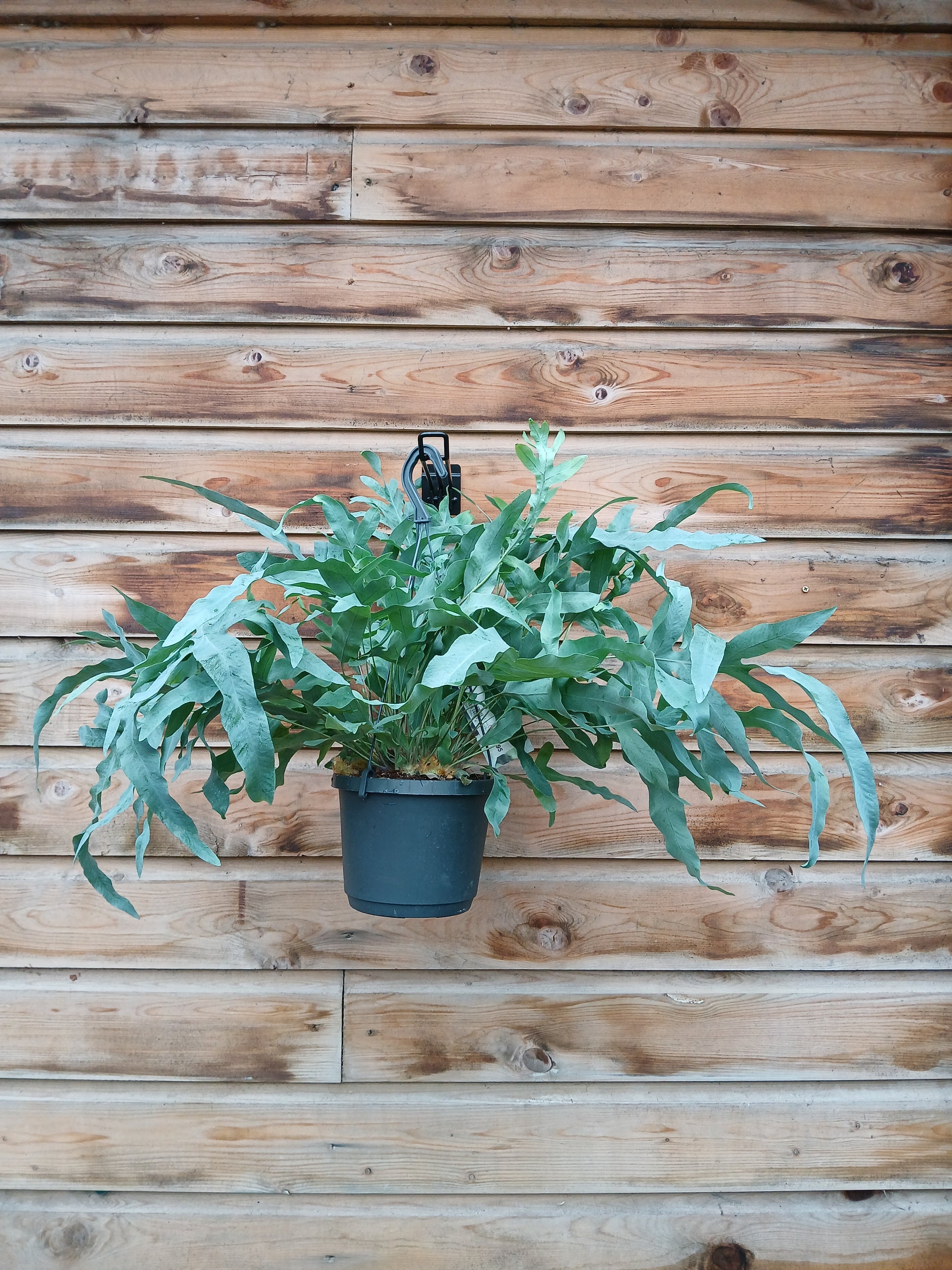 blue star fern hanging Phlebodium aureum 'Blue Star' / P18, hanging pot – Easy Garden Centre