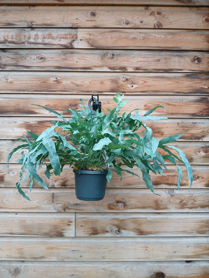 Phlebodium aureum 'Blue Star' / P18, hanging pot-Easy Garden Centre