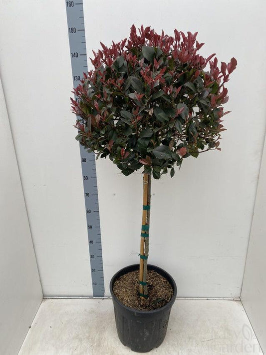 Photinia Fraseri Nana Stem / C30 - 160cm-Easy Garden Centre