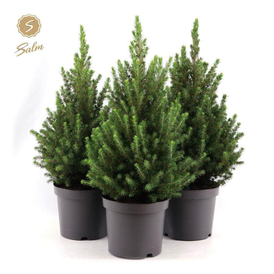 Picea gl. December / P19 (3 Ltr) / 60CM-Easy Garden Centre