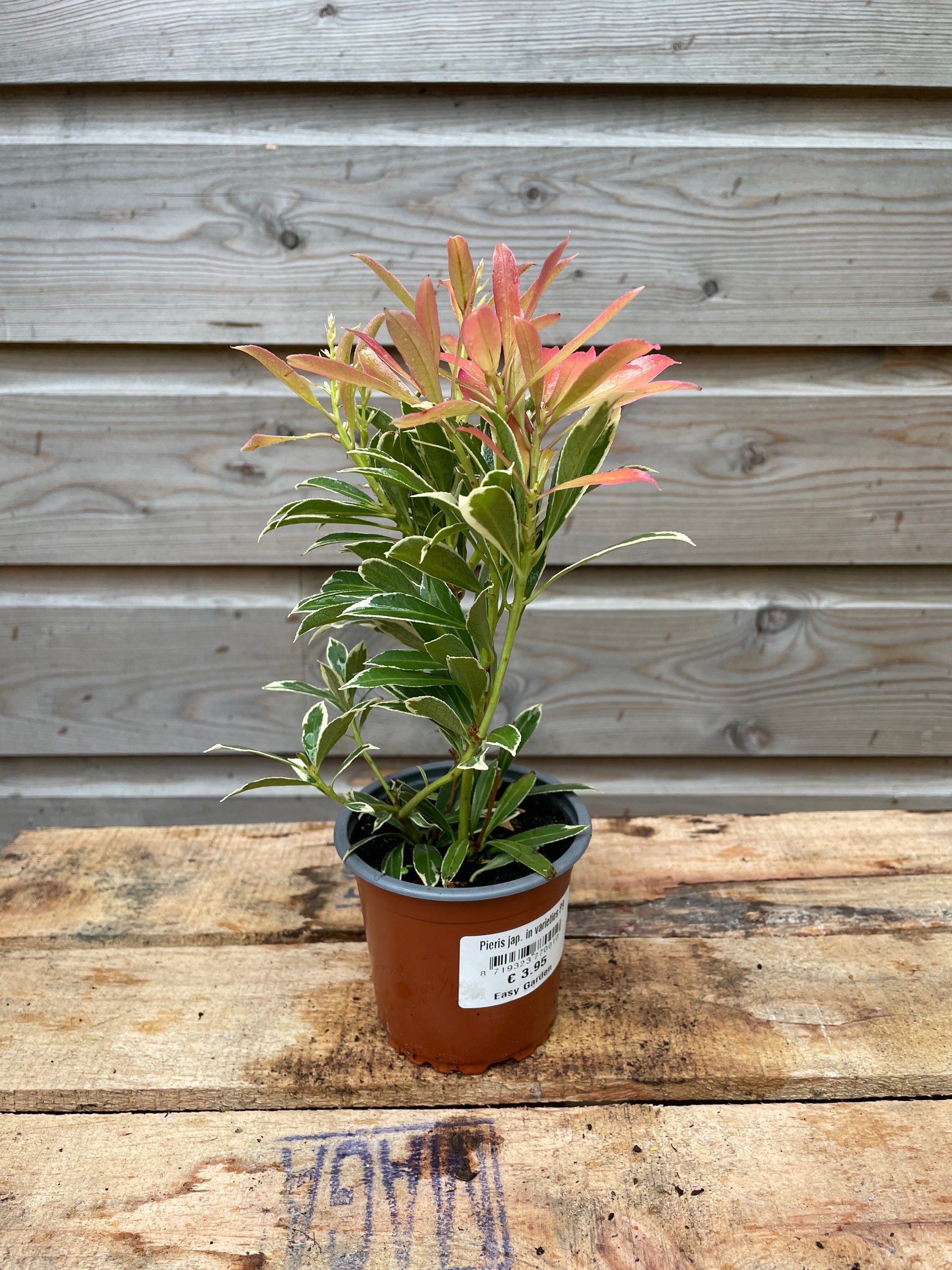 Potted pieris plant with a label on a wooden surface