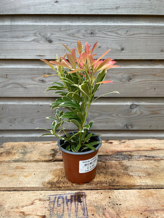 Potted pieris plant with a label on a wooden surface
