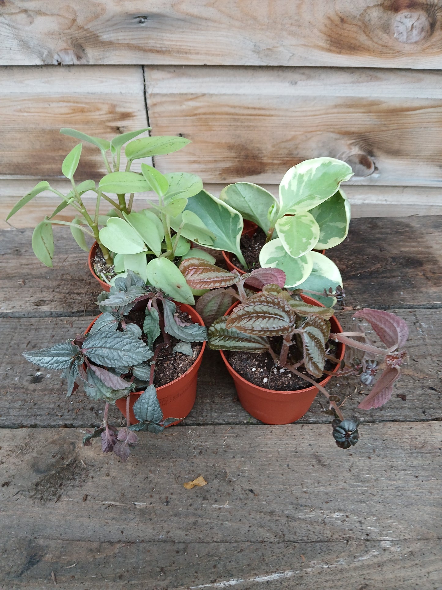 Pilea mix / P8.5-Easy Garden Centre