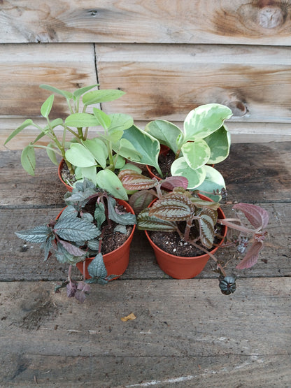 Pilea mix / P8.5-Easy Garden Centre