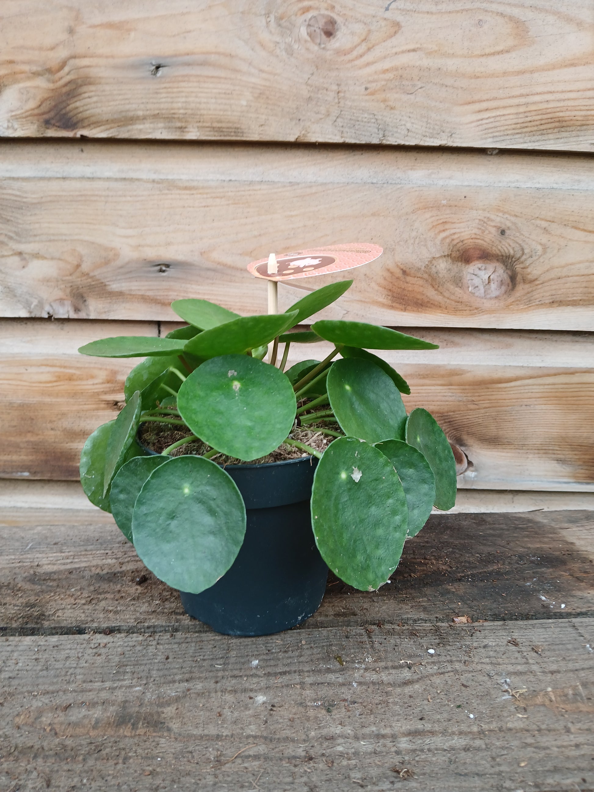 Pilea peperomoides / P12-Easy Garden Centre