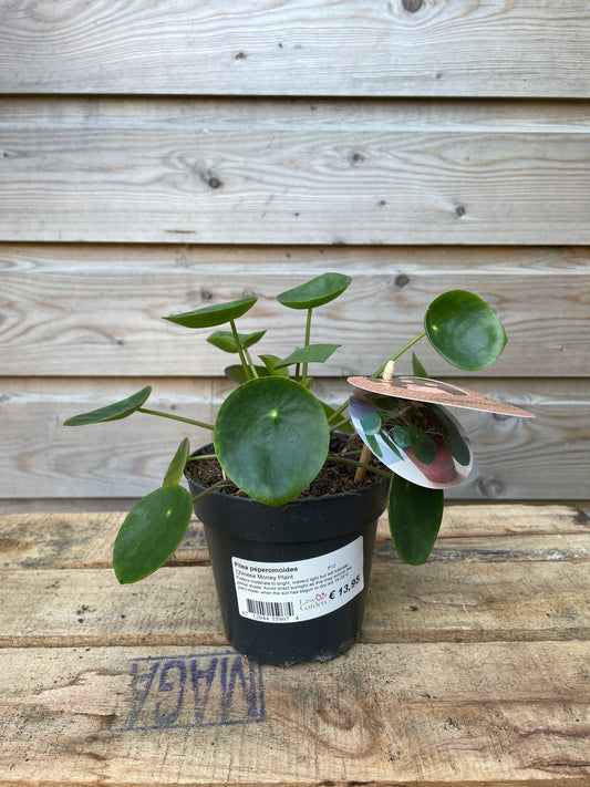 Small potted plant on a wooden surface with a visible brand label.