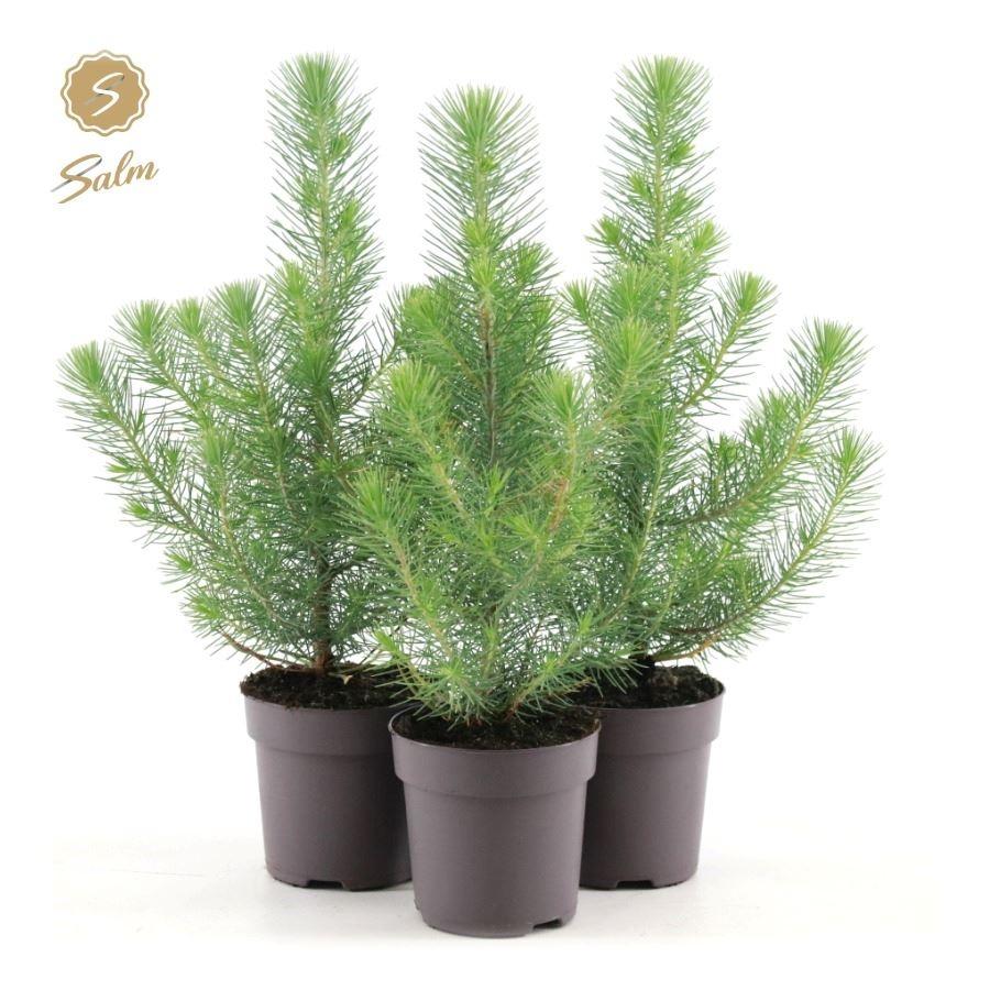 Pinus pinea Silver Crest / P10.5-Easy Garden Centre