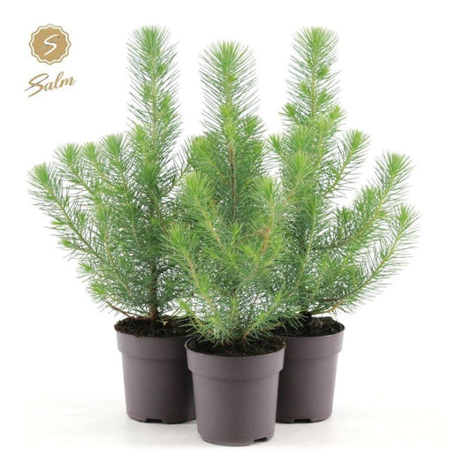 Pinus pinea Silver Crest / P10.5-Easy Garden Centre