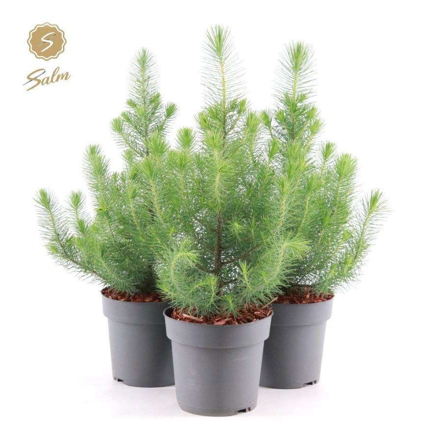Pinus pinea Silver Crest P17 (2 Ltr)-Easy Garden Centre