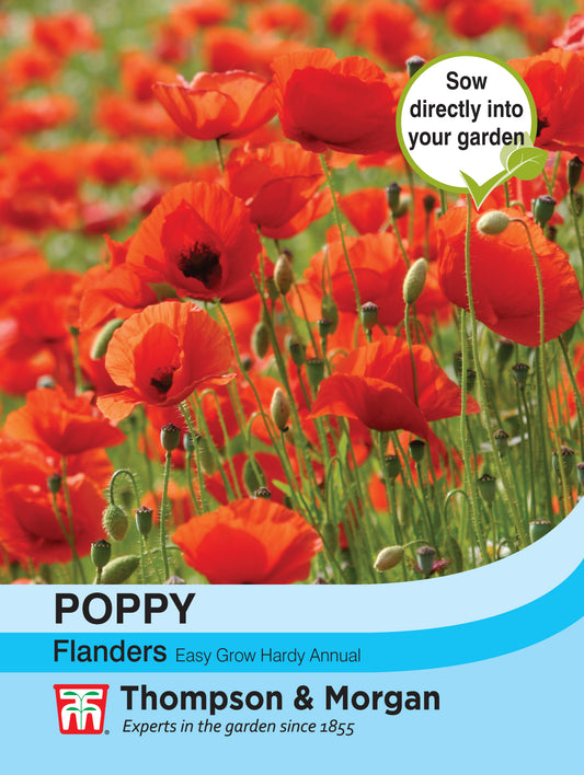 Poppy Flanders