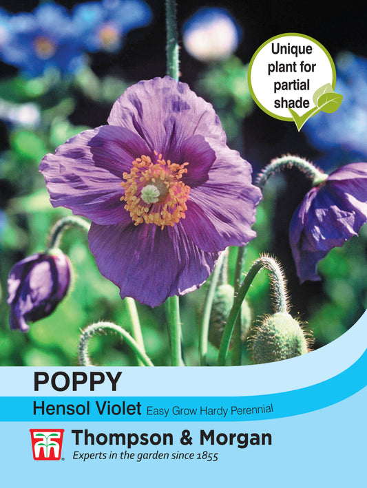 Poppy Hensol Violet