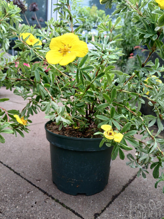 Potentilla fruticosa mix P19-Easy Garden Centre
