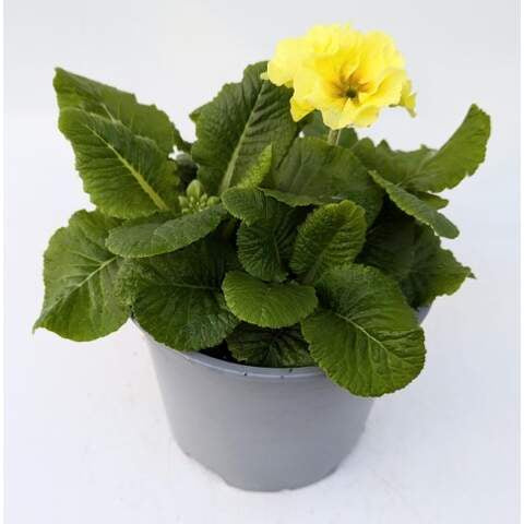 3 Ltr Primula Polyanthus Mix