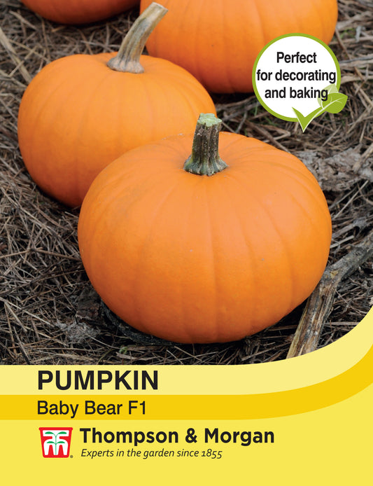 Pumpkin Baby Bear