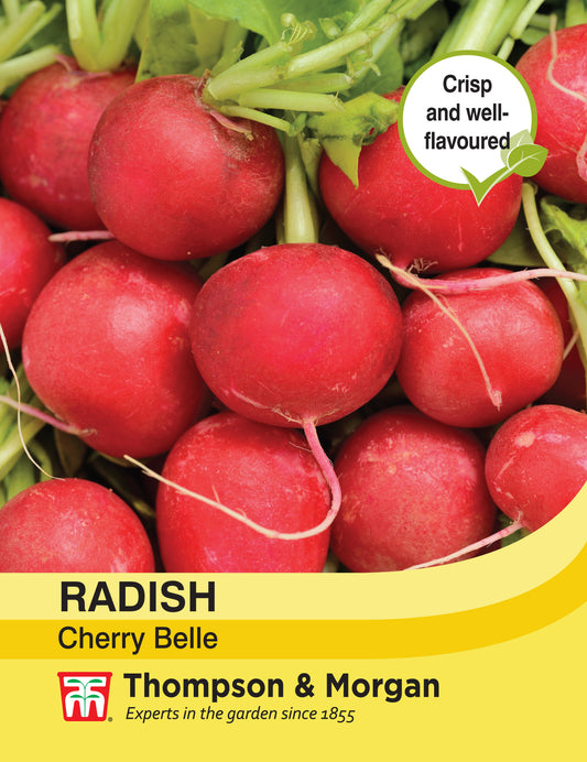 Radish Cherry Belle