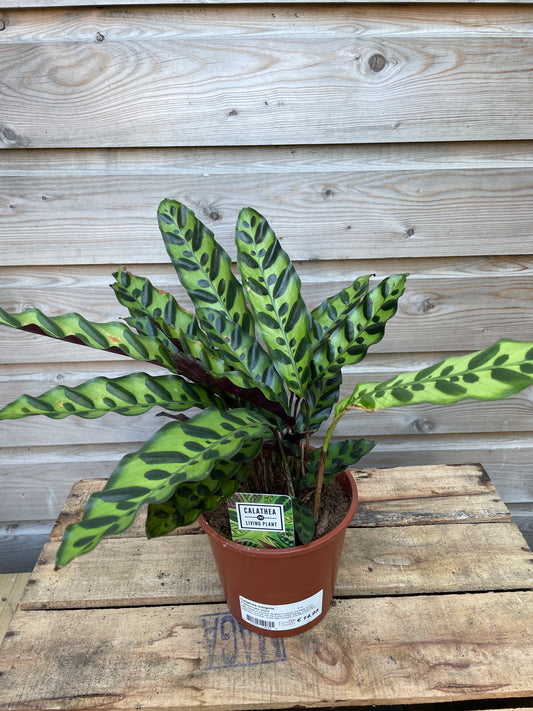 Potted plant with green leaves on a wooden surface