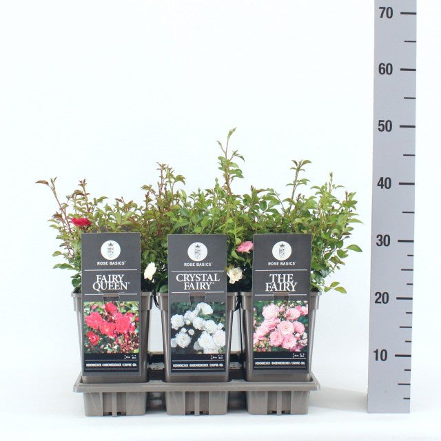 Rosa Basic the Fairy Mix / 3ltr 35cm-Easy Garden Centre