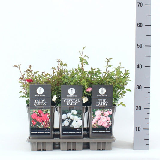 Rosa Basic the Fairy Mix / 3ltr 35cm-Easy Garden Centre
