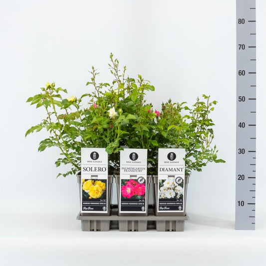 Rosa Classic Mix Groundcovering / 3ltr 35cm-Easy Garden Centre