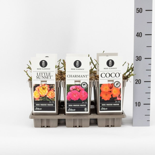 Rosa Classic Mix Miniature / 3ltr 35cm-Easy Garden Centre
