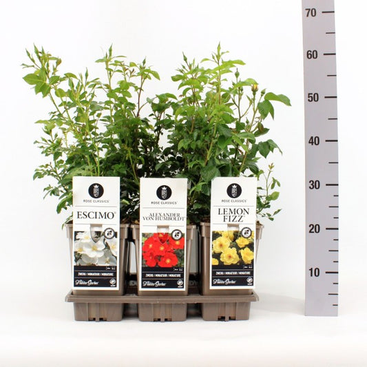 Rosa Classic Mix Miniature / 3ltr 35cm-Easy Garden Centre