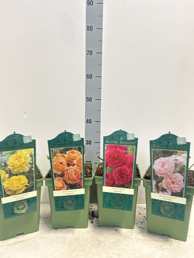 Rosa Mix David Austin / 5ltr 50cm-Easy Garden Centre