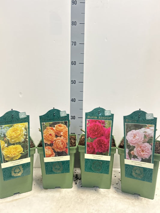 Rosa Mix David Austin / 5ltr 50cm-Easy Garden Centre
