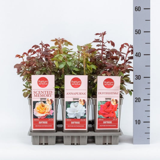 Rosa Mix Parfume de Nature / 3ltr 35cm-Easy Garden Centre
