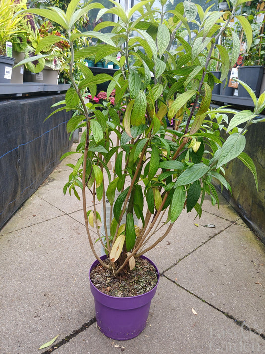 Rostrinucula dependens / C3-STRUIK-Easy Garden Centre