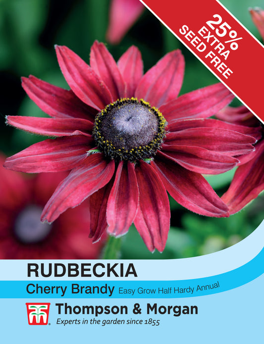 Rudbeckia Cherry Brandy