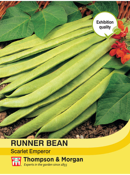 Runner Bean Scarlet Emperor