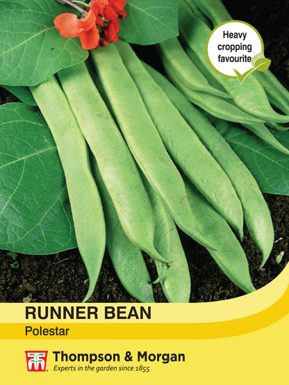 Runner Bean Polestar