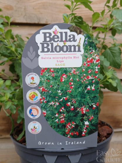 SALVIA micr. Hot Lips / 2 Litre-Easy Garden Centre