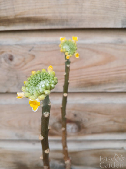 SALVIA micr. Hot Lips / 2 Litre-Easy Garden Centre