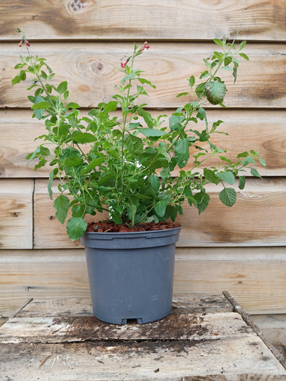 SALVIA micr. Hot Lips / 2 Litre-Easy Garden Centre