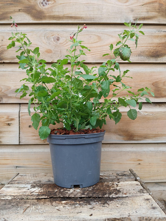 SALVIA micr. Hot Lips / 2 Litre-Easy Garden Centre