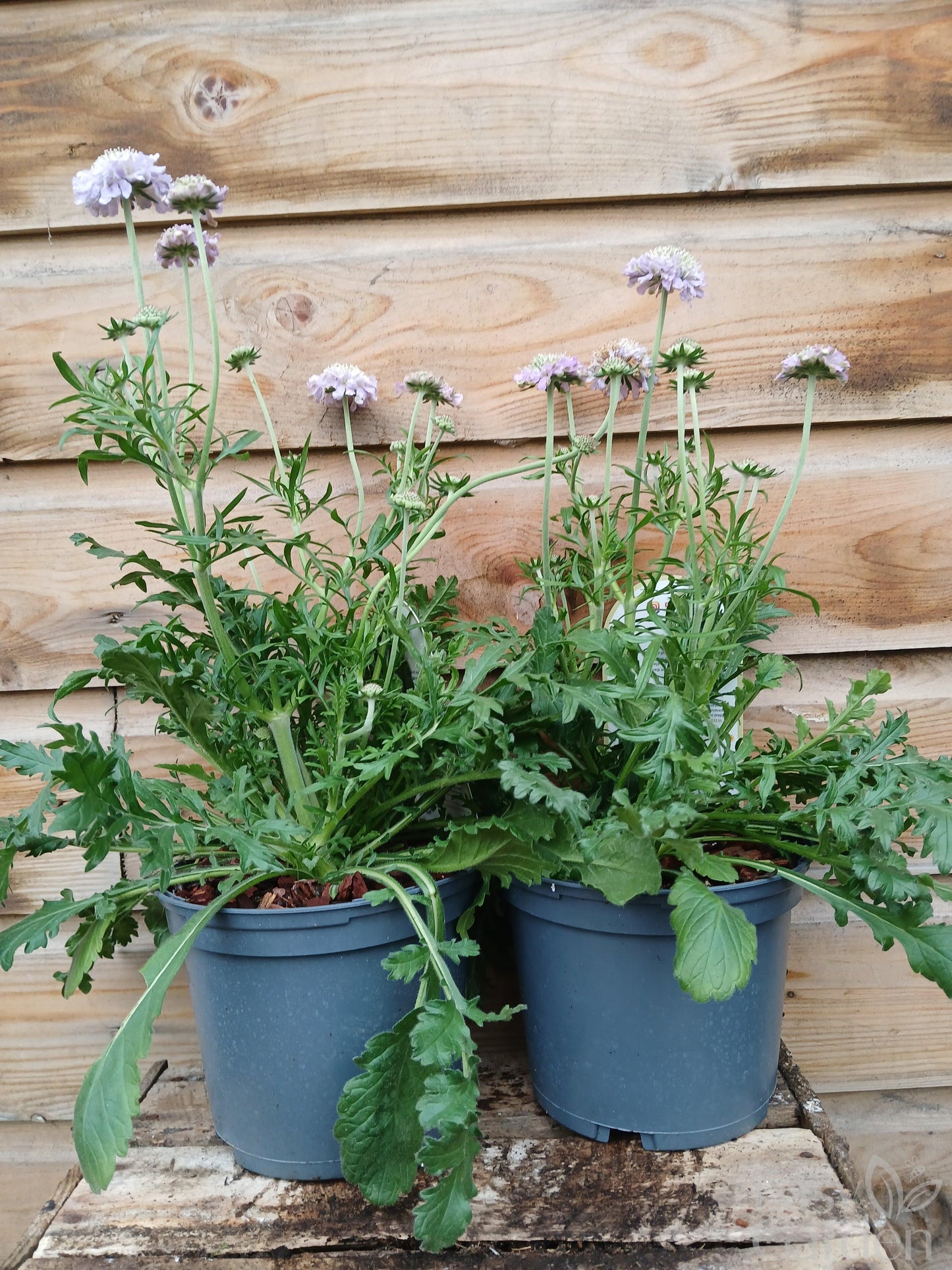 SCABIOSA colum. Butterfly Blue / 2 Litre-Easy Garden Centre