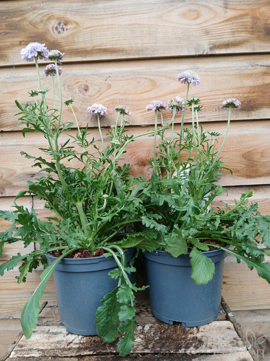 SCABIOSA colum. Butterfly Blue / 2 Litre-Easy Garden Centre