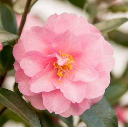 Camellia jap.  Spring Festival 3ltr