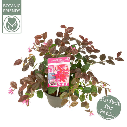 Loropetalum chin.  Fire Dance  2ltr