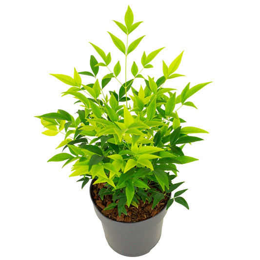 Nandina dom.  Magical Lemon and Lime  3ltr